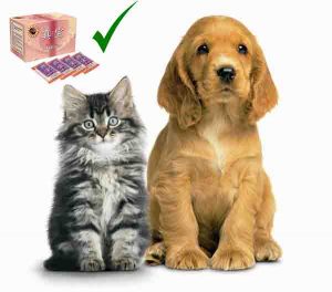 cat-and-dog-used-betaglucan-maho-300x264
